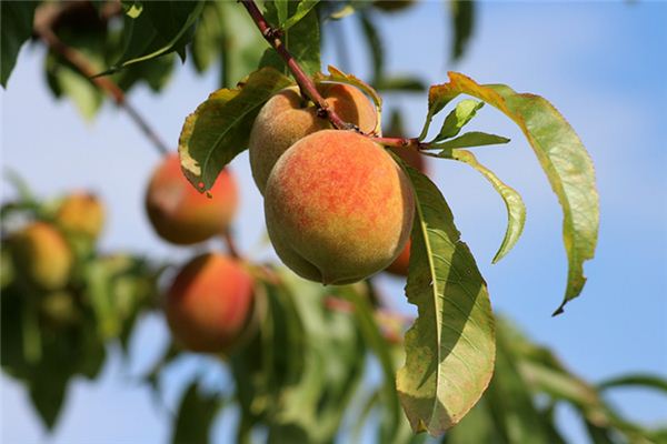 What does it mean to dream of picking peaches? What does it mean to dream of picking peaches?