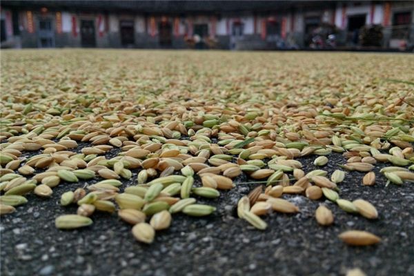 What does it mean to dream of threshing grain? What does it mean to dream of threshing grain?