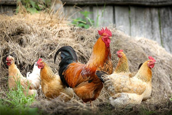 What does it mean to dream of your grandmother feeding chickens? What does it mean to dream of your grandmother feeding chickens?