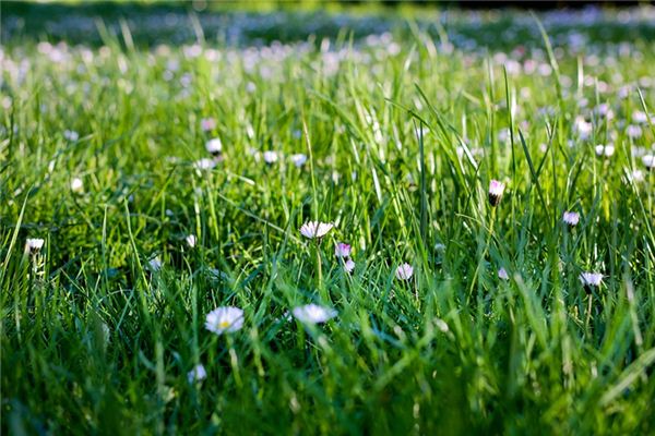 What does it mean to dream of weeding? What does it mean to dream of weeding?