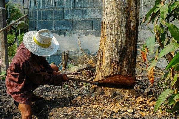 What does it mean to dream of cutting down a big tree? What does it mean to dream of cutting down a big tree?