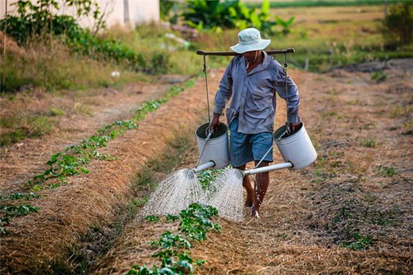 What does it mean to dream of watering vegetables? What does it mean to dream of watering vegetables?