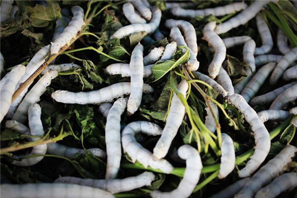 What does it mean to dream of feeding silkworms? What does it mean to dream of feeding silkworms?