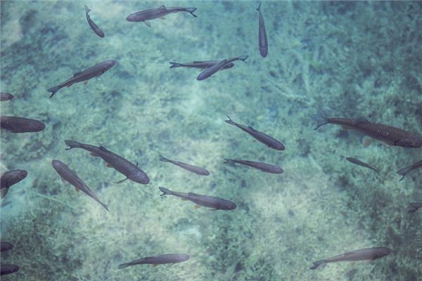 What does it mean to dream of catching fish? What does it mean to dream of catching fish?