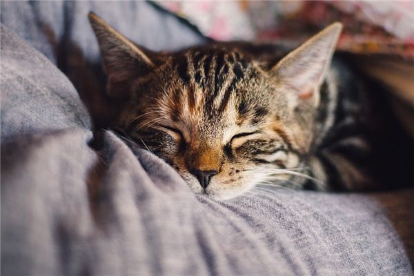What does it mean to dream of resting? What does it mean to dream of resting?