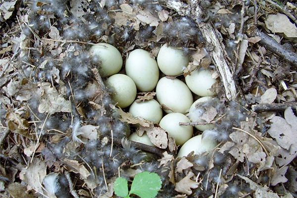 What does it mean to dream of finding duck eggs?