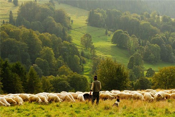 What does it mean to dream of herding livestock? What does it mean to dream of herding livestock?