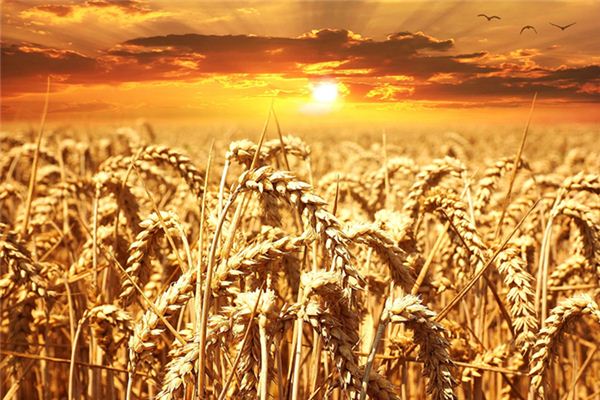 What does it mean to dream of carrying grain? What does it mean to dream of carrying grain?