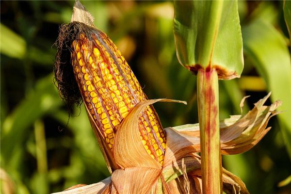 What does it mean to dream of stealing corn? What does it mean to dream of stealing corn?