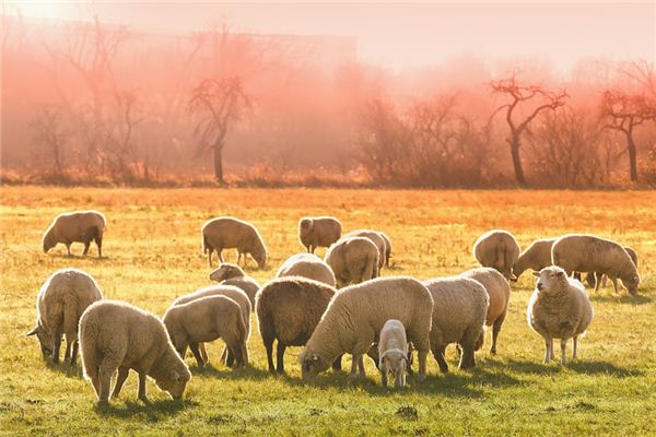 What does it mean to dream of shearing sheep? What does it mean to dream of shearing sheep?