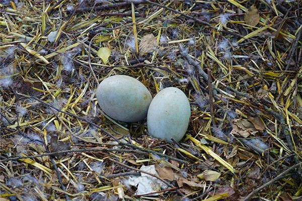 What does it mean to dream of picking up goose eggs? What does it mean to dream of picking up goose eggs?