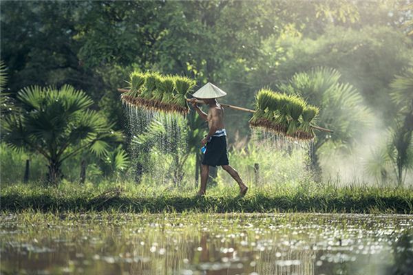 What does it mean to dream of planting rice seedlings? What does it mean to dream of planting rice seedlings?