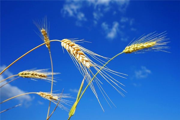 What does it mean to dream of planting wheat? What does it mean to dream of planting wheat?