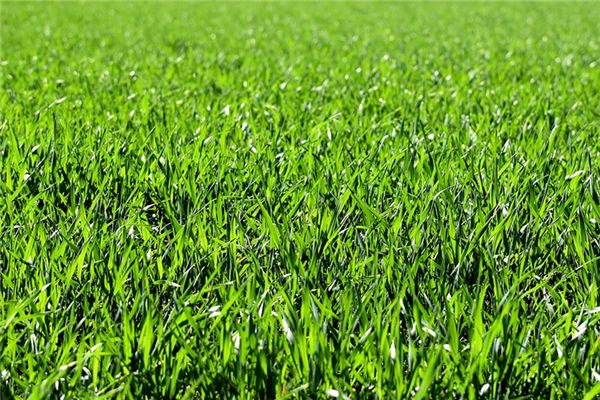 What does it mean to dream of weeding? What does it mean to dream of weeding?