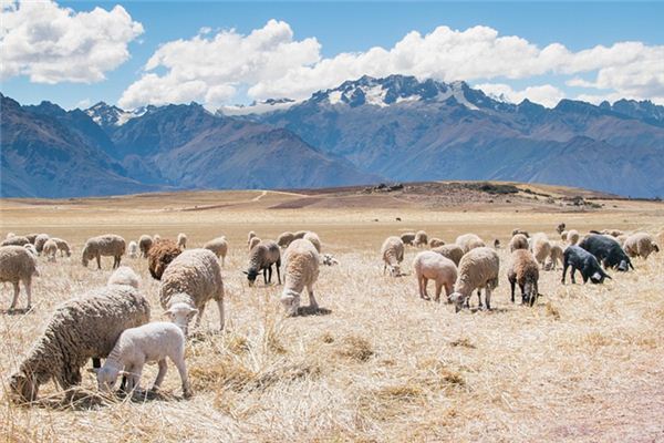 What does it mean to dream of raising sheep? What does it mean to dream of raising sheep?