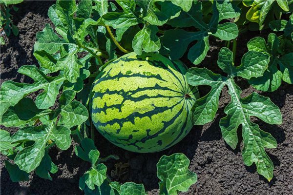 Dreaming of stealing and picking melons