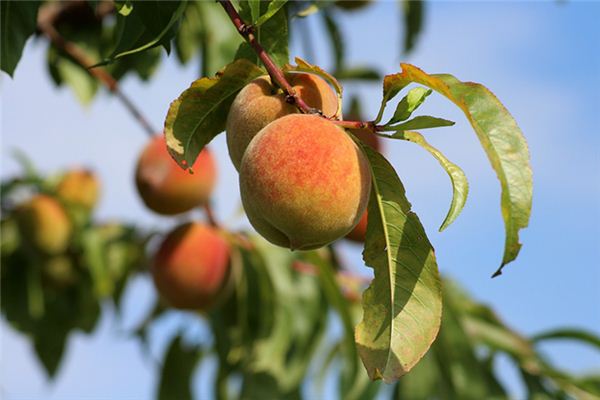 What does it mean to dream of planting peach trees? What does it mean to dream of planting peach trees?