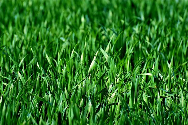What does it mean to dream of plucking grass? What does it mean to dream of plucking grass?
