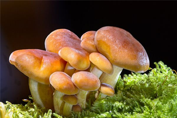 What does it mean to dream of buying mushrooms? What does it mean to dream of buying mushrooms?