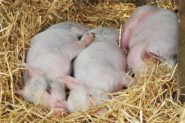 What does it mean to dream of feeding pigs? What does it mean to dream of feeding pigs?
