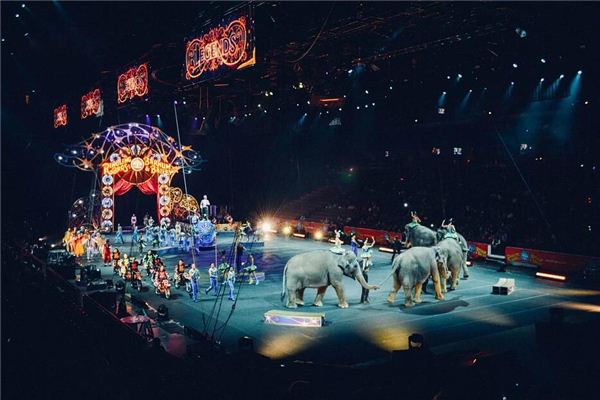 Dreaming of watching a circus performance