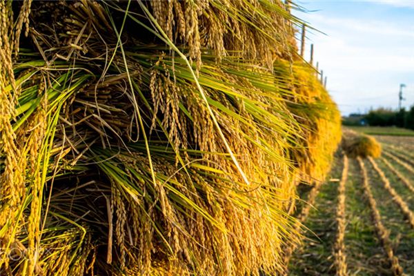 What does it mean to dream of threshing grain? What does it mean to dream of threshing grain?