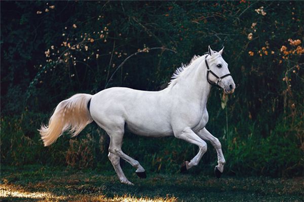 Dreaming of riding a horse Dreaming of riding a horse