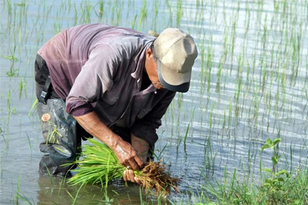What does it mean to dream about farming? What does it mean to dream about farming?