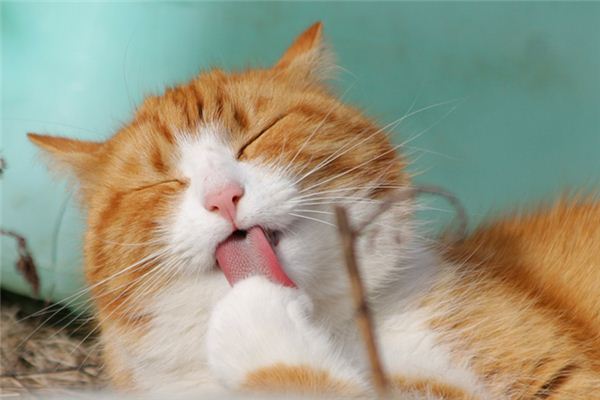 What does it mean to dream of being scratched by a cat? What does it mean to dream of being scratched by a cat?