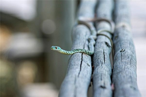 What does it mean to dream of a snake biting someone? What does it mean to dream of a snake biting someone?