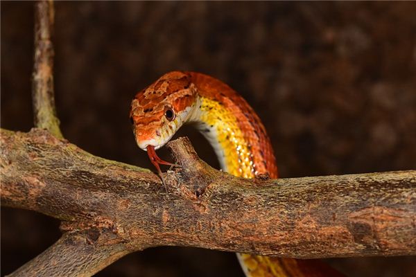 What does it mean to dream of someone else killing a snake? What does it mean to dream of someone else killing a snake?