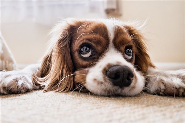 What does it mean to dream of a dog blocking your way? What does it mean to dream of a dog blocking your way?