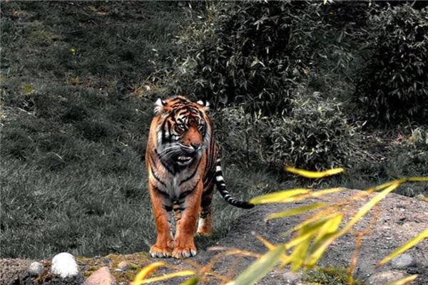 Dreaming of being chased by a tiger Dreaming of being chased by a tiger