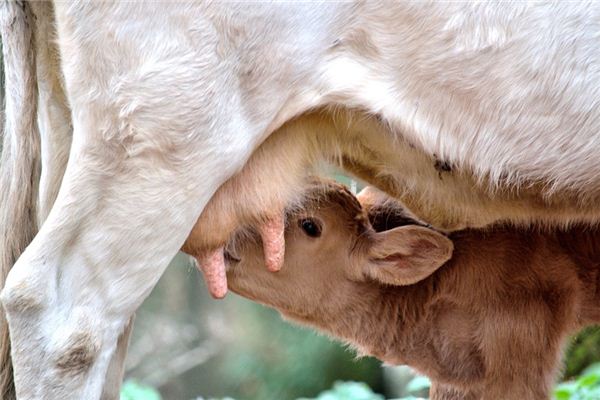 What does it mean to dream of breastfeeding? What does it mean to dream of breastfeeding?
