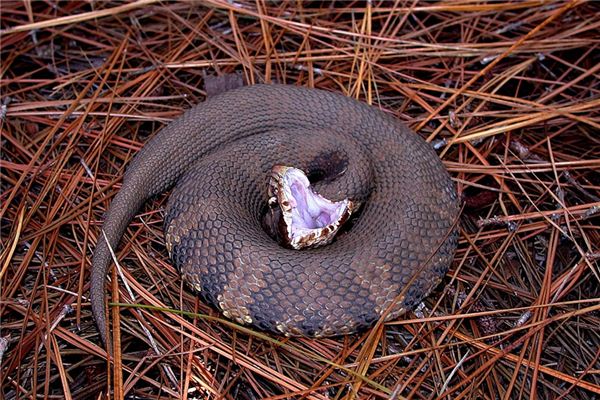 What does it mean to dream of being bitten by a snake? What does it mean to dream of being bitten by a snake?