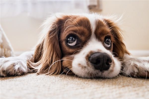 I dreamed of killing a dog. I dreamed of killing a dog.