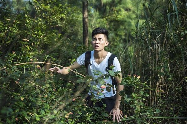 I dreamed of wandering in the forest