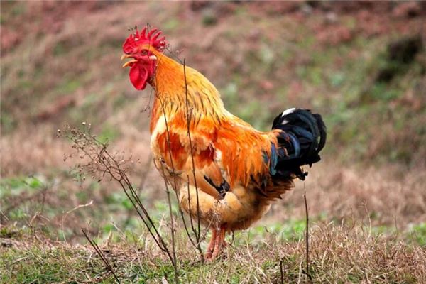 What does it mean to dream of crowing? What does it mean to dream of crowing?