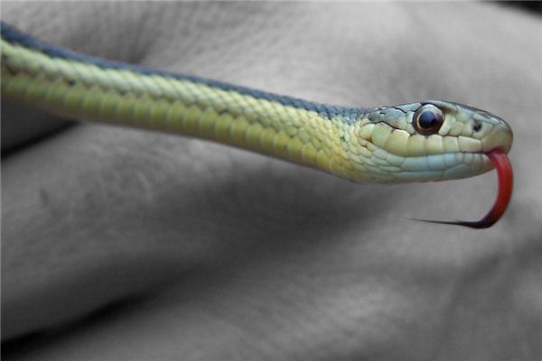 What does it mean to dream of being bitten by a snake? What does it mean to dream of being bitten by a snake?