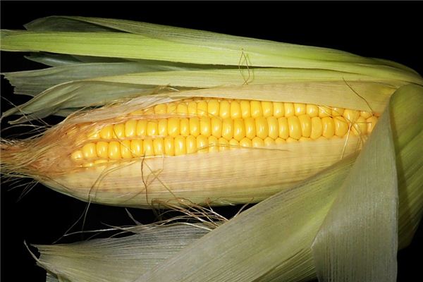 What does it mean to dream of eating corn? What does it mean to dream of eating corn?