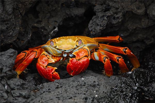 What does it mean to dream of catching crabs? What does it mean to dream of catching crabs?