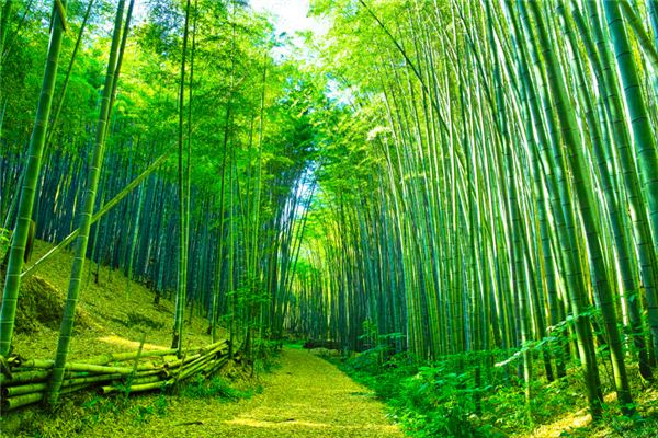 I dreamed of walking in a bamboo forest