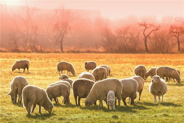 What does it mean to dream of killing a sheep? What does it mean to dream of killing a sheep?