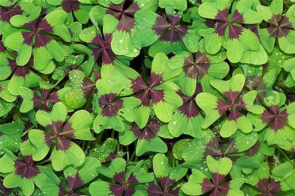 What does it mean to dream of lucky things? What does it mean to dream of lucky things?