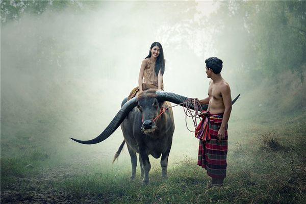 Dreaming of riding on a cow