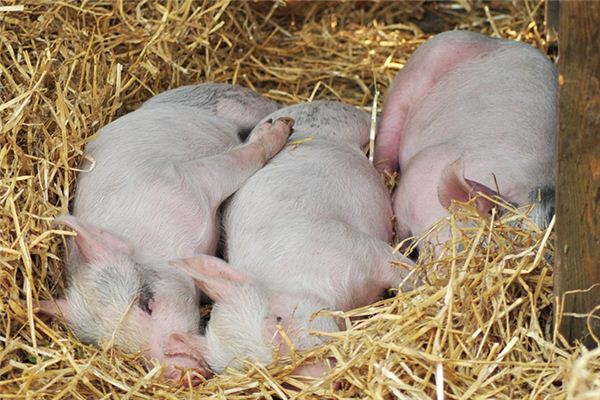 What does it mean to dream of a pigsty on fire? What does it mean to dream of a pigsty on fire?