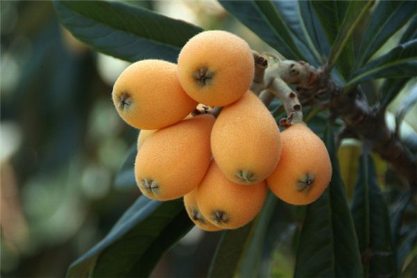 What does it mean to dream of eating loquats? What does it mean to dream of eating loquats?