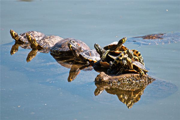 What does it mean to dream of catching a turtle? What does it mean to dream of catching a turtle?