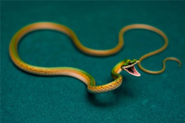What does it mean to dream of being bitten by a snake? What does it mean to dream of being bitten by a snake?