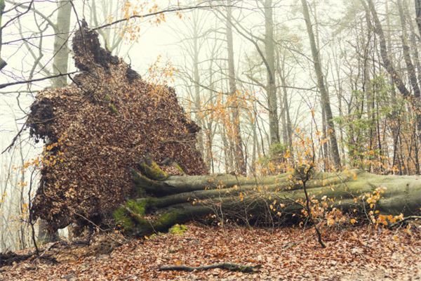 I dreamed that a strong wind broke a big tree.